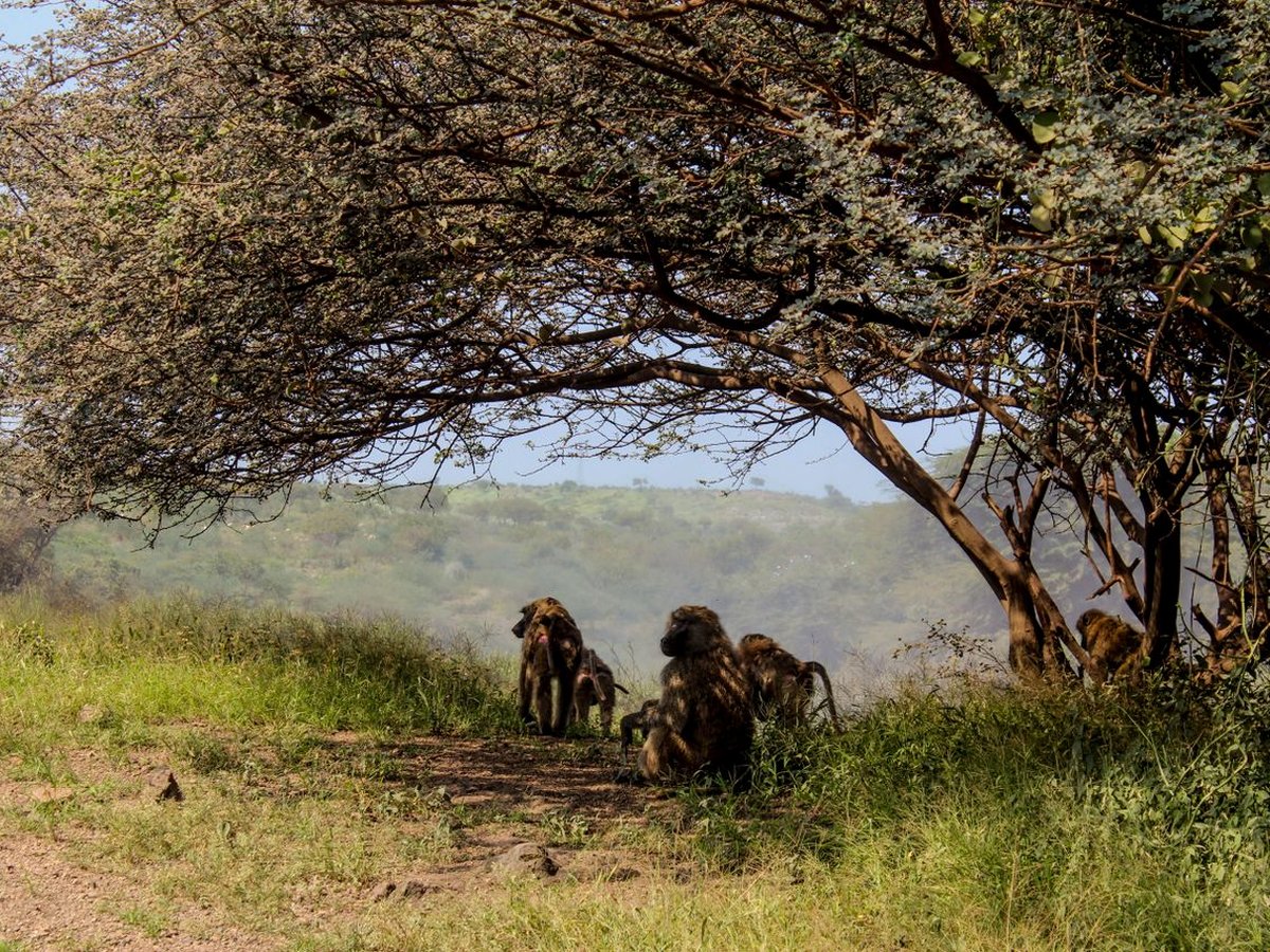 A troop of baboons resting under a tree near Nguruman Waterfront Resort